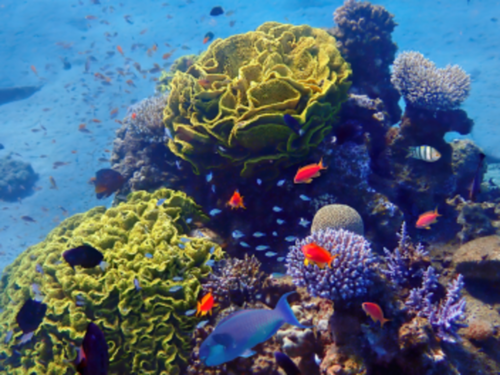 Tests d'écotoxicité et de biodégradabilité