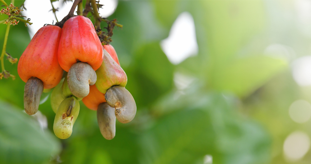 Cashew Apple Pro 