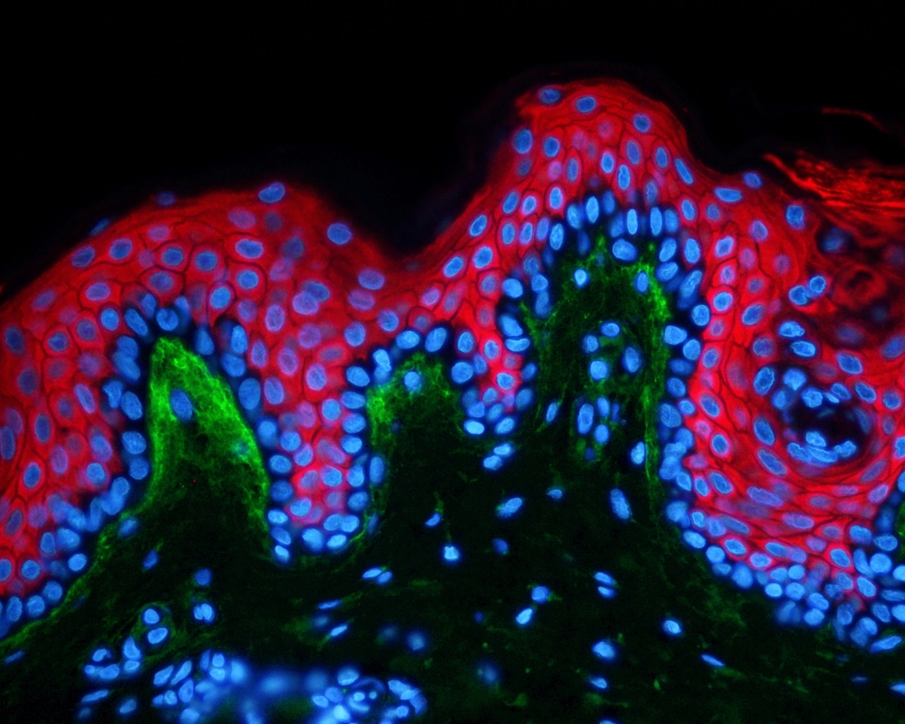 QIMA LS - Cosmetics and Personal Care