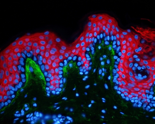 QIMA LS - Cosmetics and Personal Care