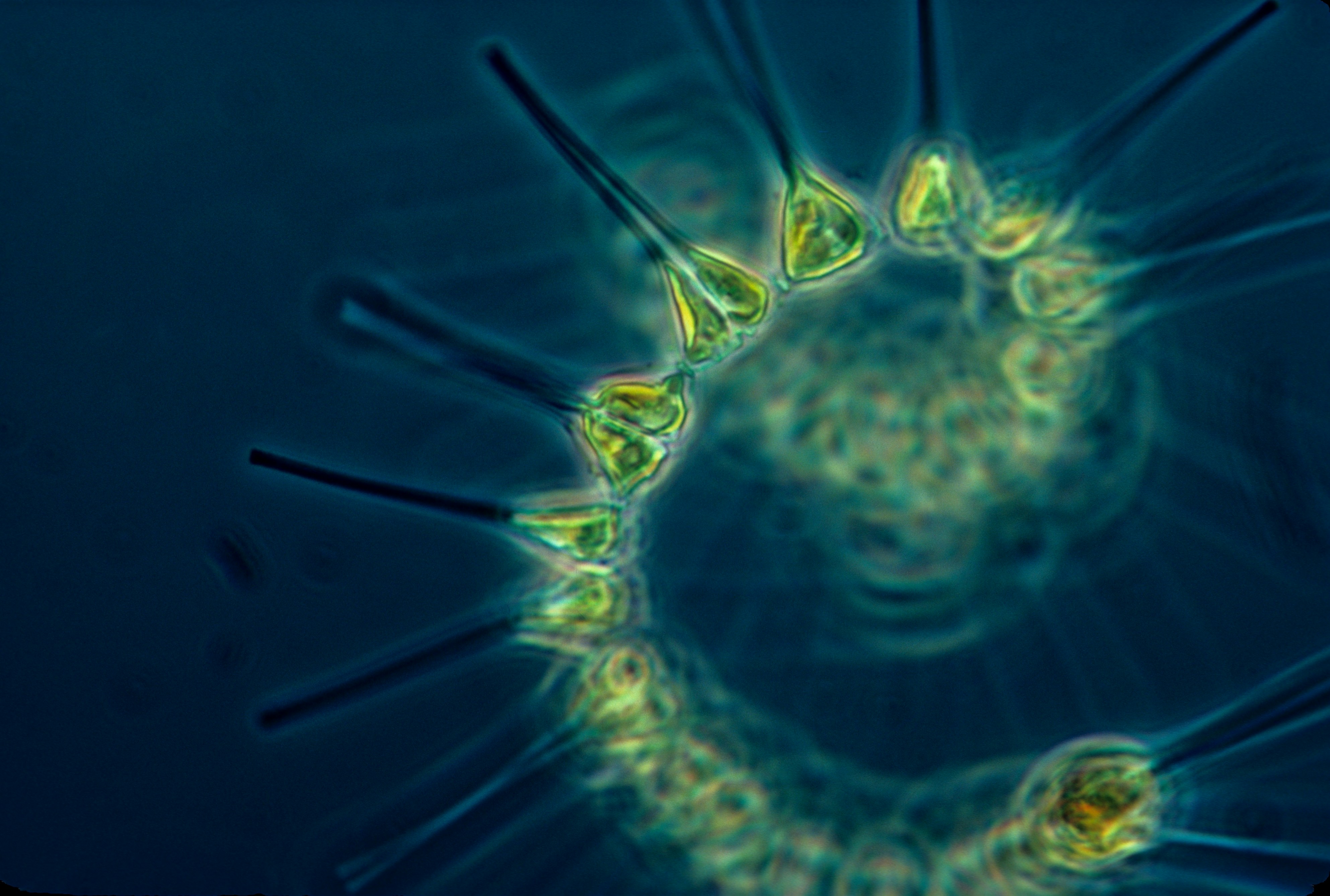 Pour une virologie inscrite dans l’interdisciplinarité