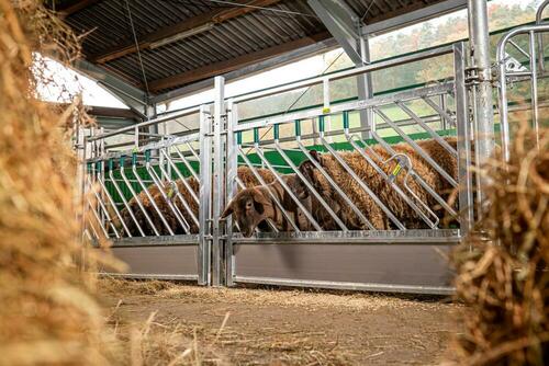 Cornadis à fermeture automatique pour ovins et caprins