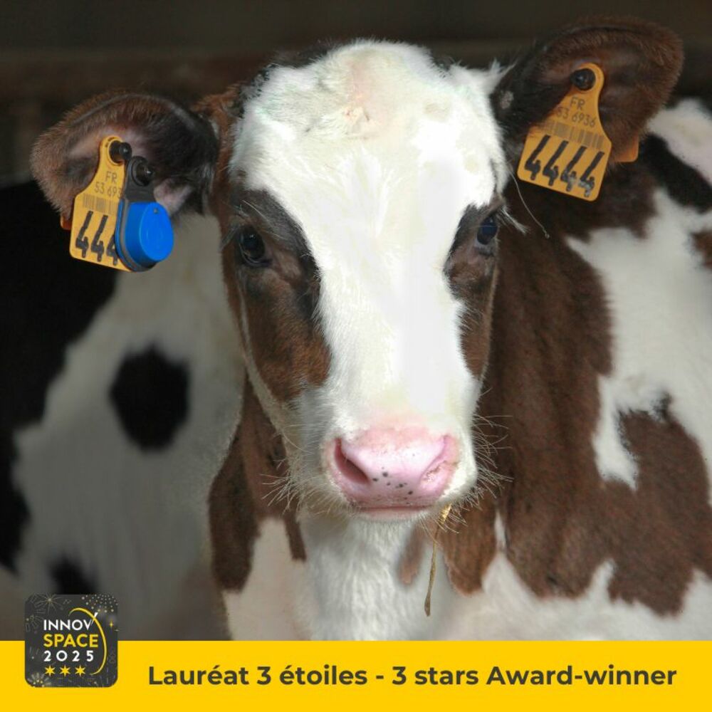 SenseHub Dairy YoungStock