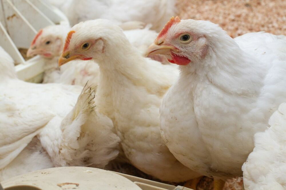 Cobb Broiler