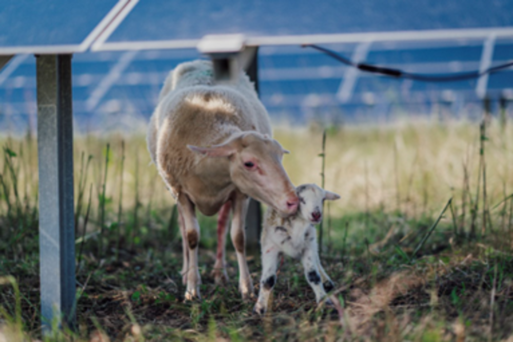 Agrivoltaïsme / Installation de panneaux photovoltaïques sur votre parcelle agricole