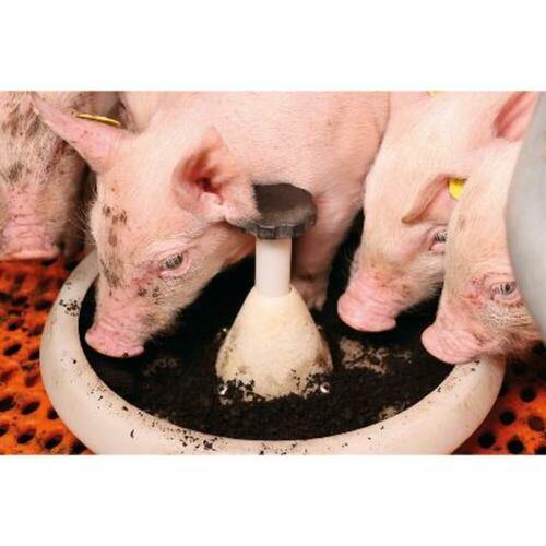 MS TerraFeed FE : complément alimentaire pour vos porcelets