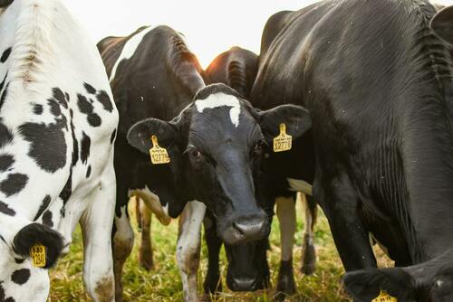 Distribution d'aliments pour vaches laitières