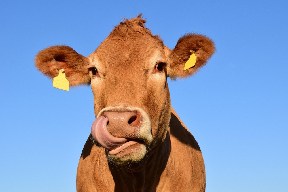 Distribution d'aliments pour vaches allaitantes