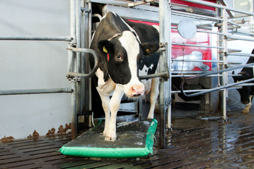 MS AutoHoofClean: The revolution for hooves, peace of mind for you.