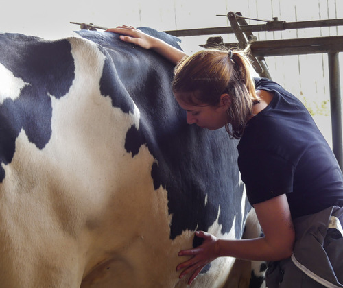 Formation initiale en ostéopathie animale - Cursus enseignement supérieur privé