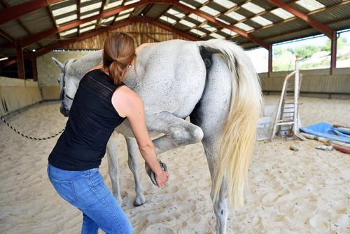 Formation professionnelle en ostéopathie animale - Cursus multimodal 