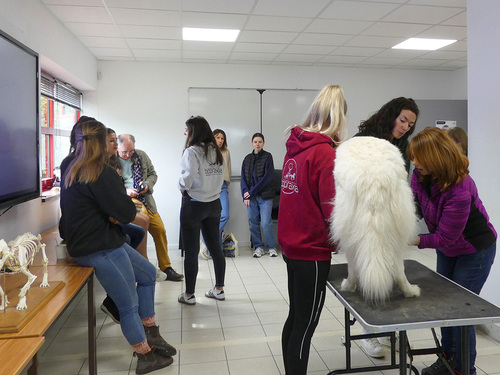 Journée découverte de l'ostéopathie animale