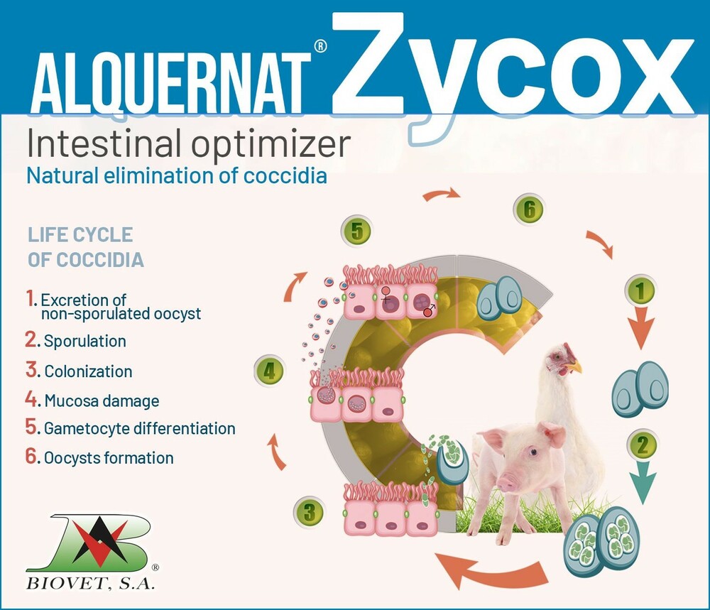 ALQUERNAT ZYCOX