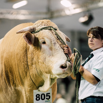 2025-VIDEO-Concours Interrégional Blonde d'Aquitaine