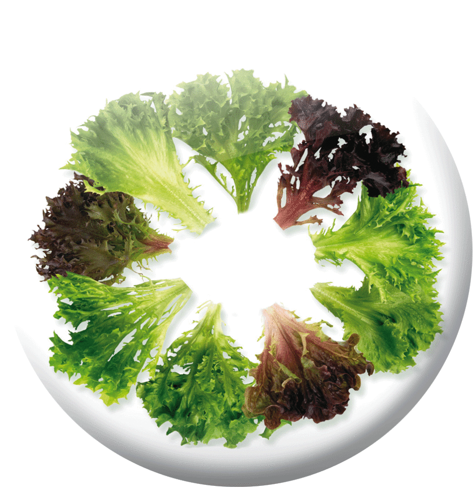 Salade "Multi-feuilles"