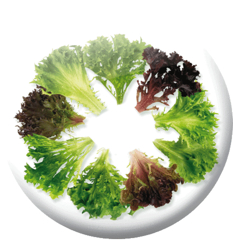 Salade "Multi-feuilles"