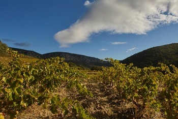 Domaine des Soulanes