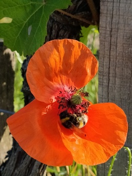 SCEA Heritiers Escure