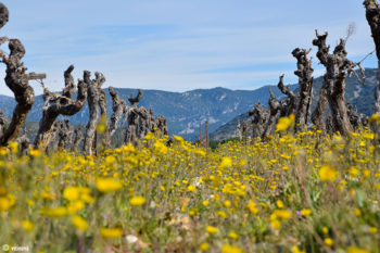 EARL LE CLOS DES COMBALS