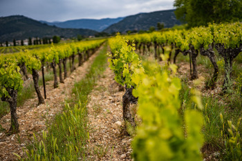 Vrac Terrasses du Larac 2023