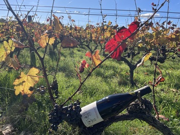 Domaine Thomas Frissant