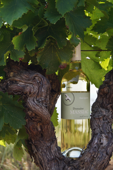 EARL CHÂTEAU MASSIAC