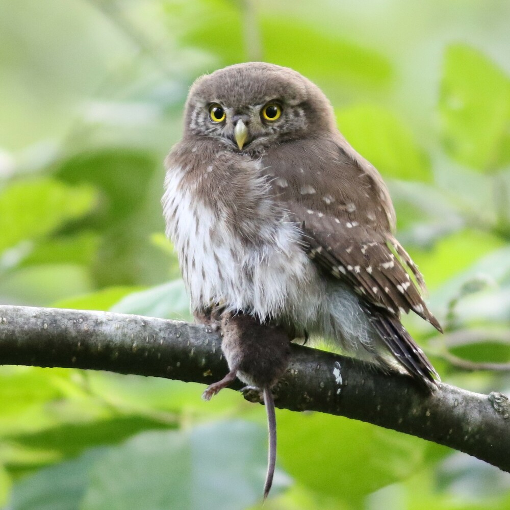 Compensation écologique