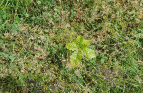 Nos projets de boisement