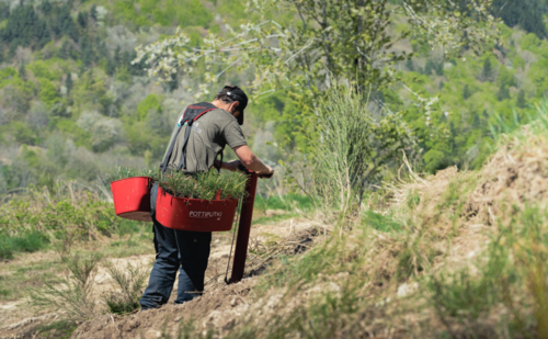 Nos projets de reboisement