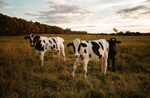Nos projets grandes cultures et élevage