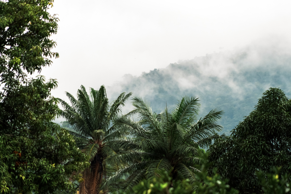 Préachat de crédits carbone ex-ante via des contrats d’offtake (Verra, Gold Standard)