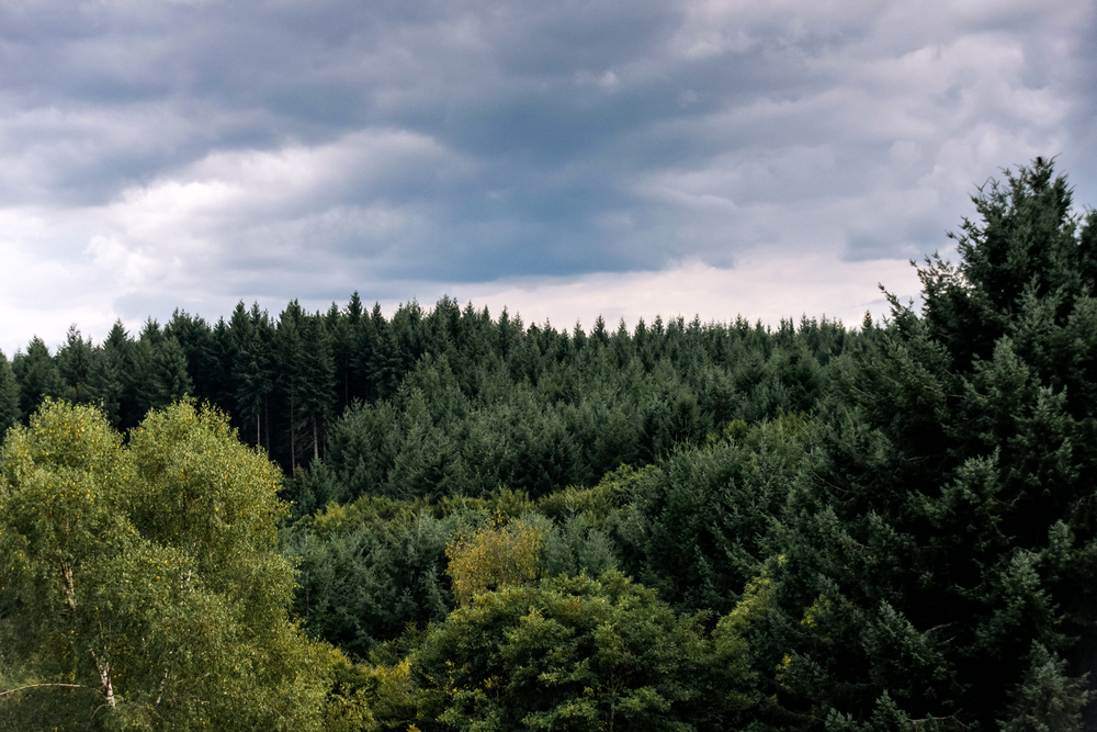 Financement de projets Label Bas-Carbone (LBC)