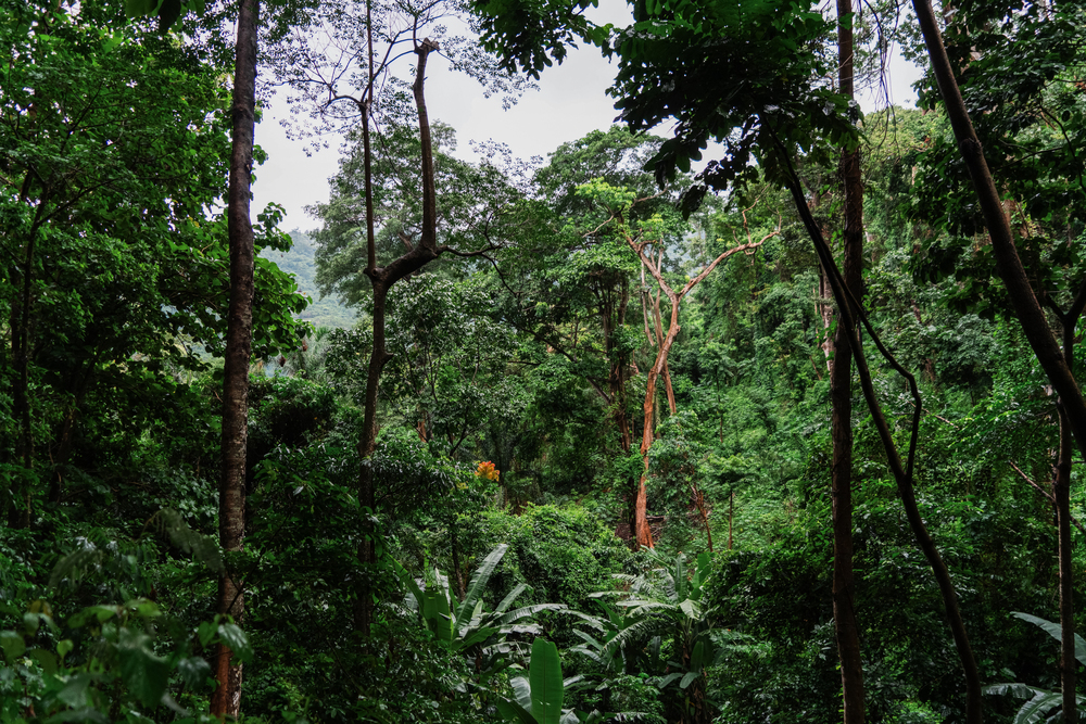 Financement de projets vérifiés (Bureau Veritas)