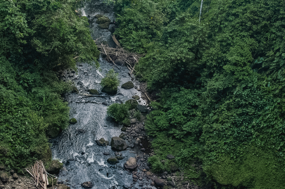 Achat de crédits carbone spot (Verra, Gold Standard)