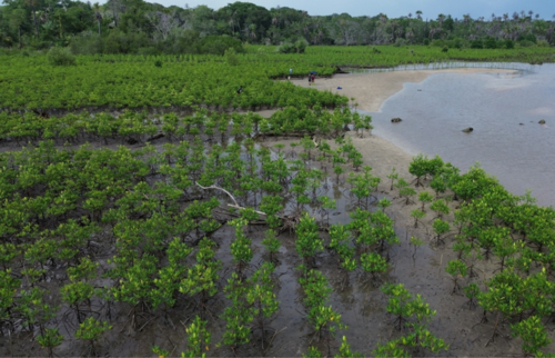 Philanthropie Climatique