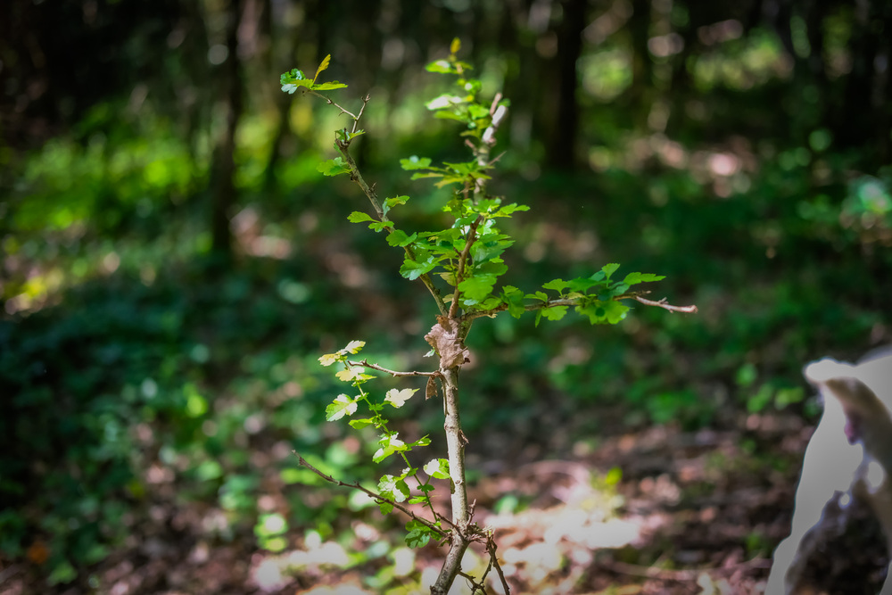 Mécénat environnemental