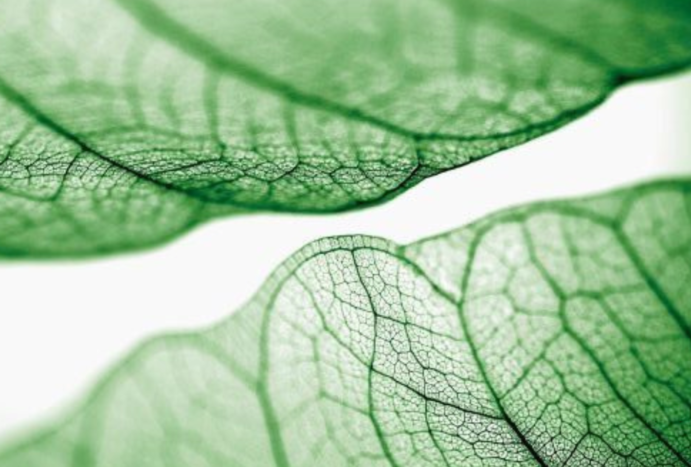 Health at the Heart of Consumers' Expectations of Virtuous Beauty