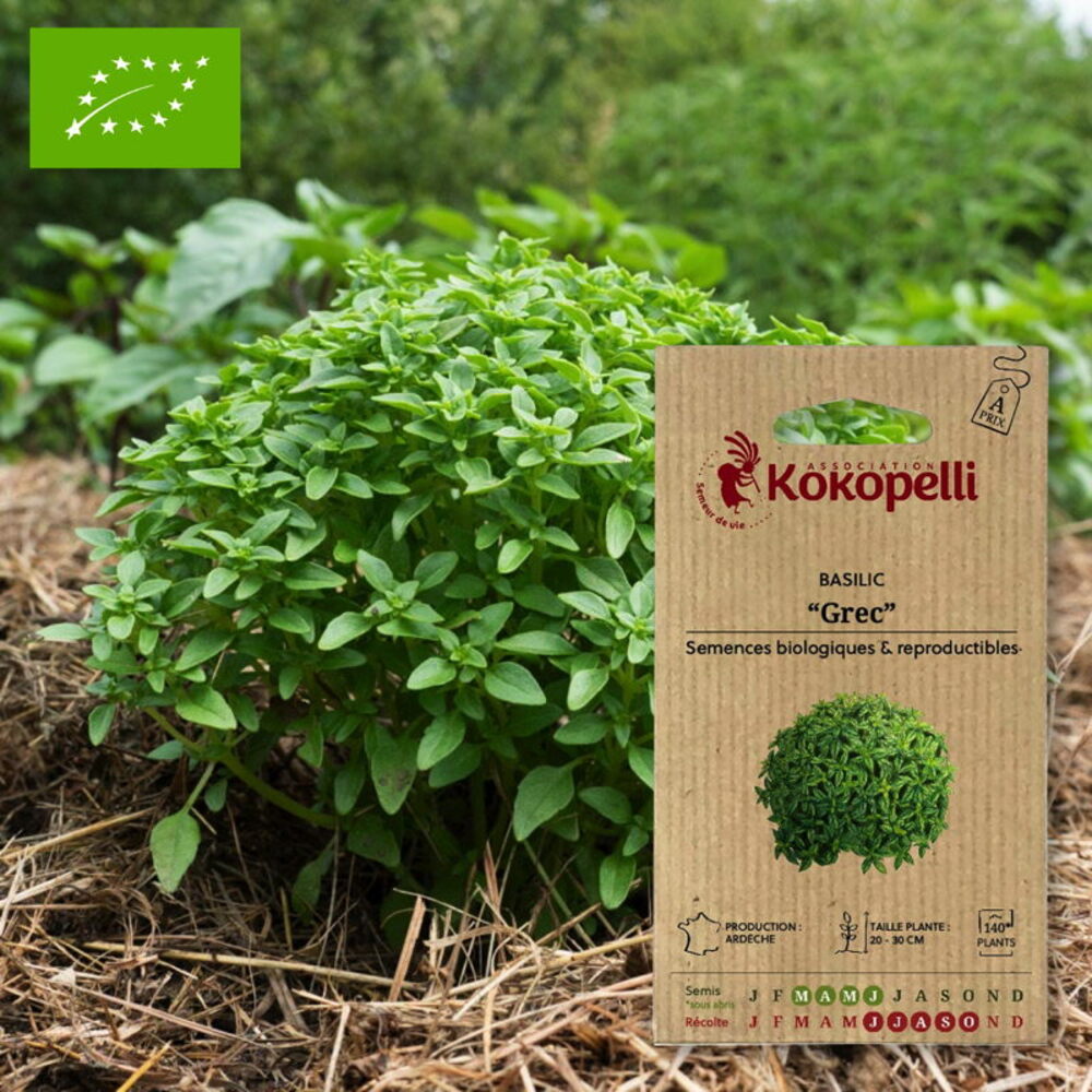 Grec Basil – Organic seeds for sowing