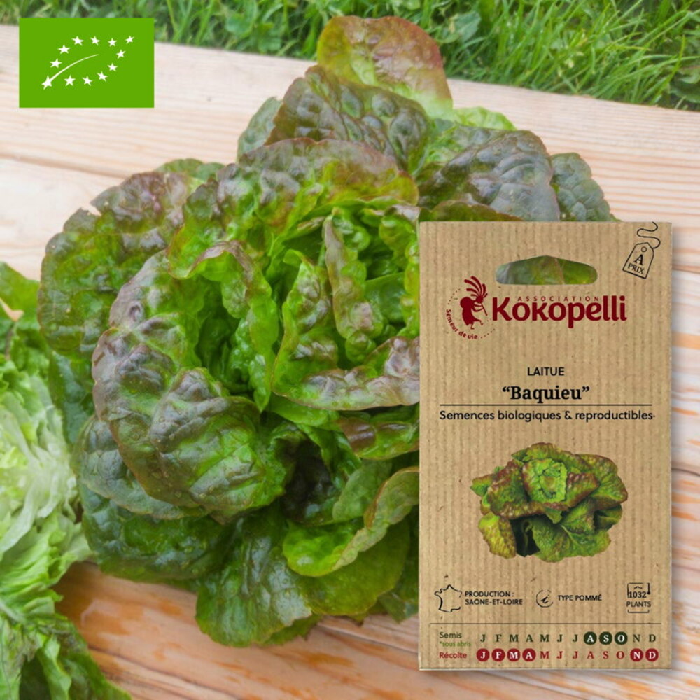 Baquieu winter butterhead Lettuce – Organic seeds for sowing