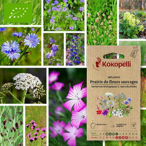 Flower Mix for the Kitchen - Organic seeds for sowing