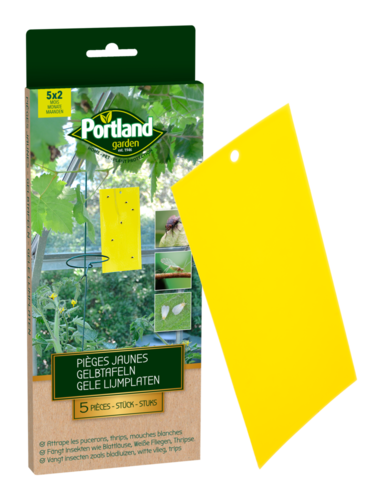 PIÈGES ENGLUÉS JAUNES