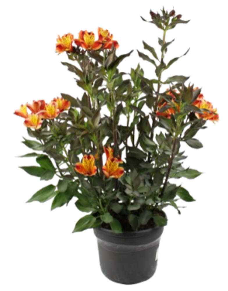 ALSTROEMERE Pot 4,5 L