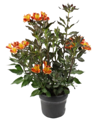 ALSTROEMERE Pot 4,5 L