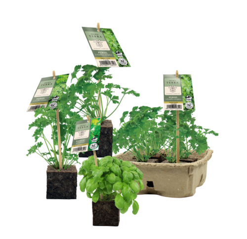 AROMATIQUES  PRIMA TERRA