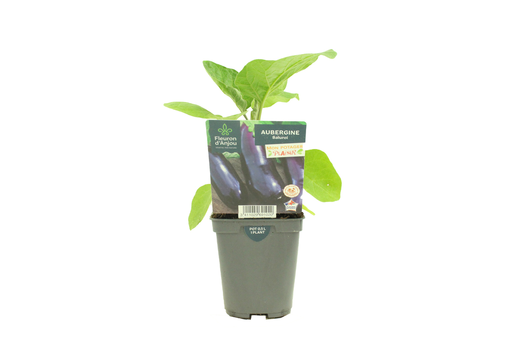 AUBERGINE Pot 0,5 L