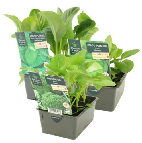 CHOU BARQUETTE 6 PLANTS