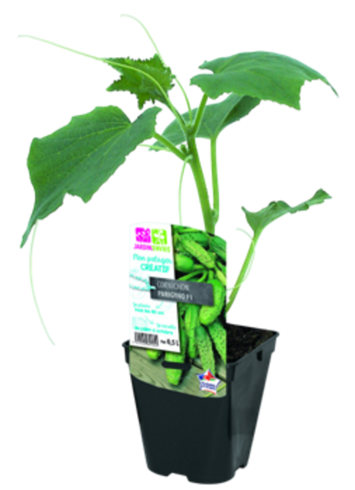 CORNICHON Pot 0,5 L