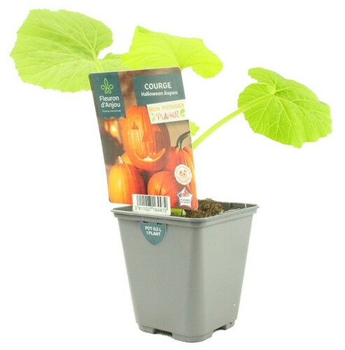 COURGE Pot 0,5 L
