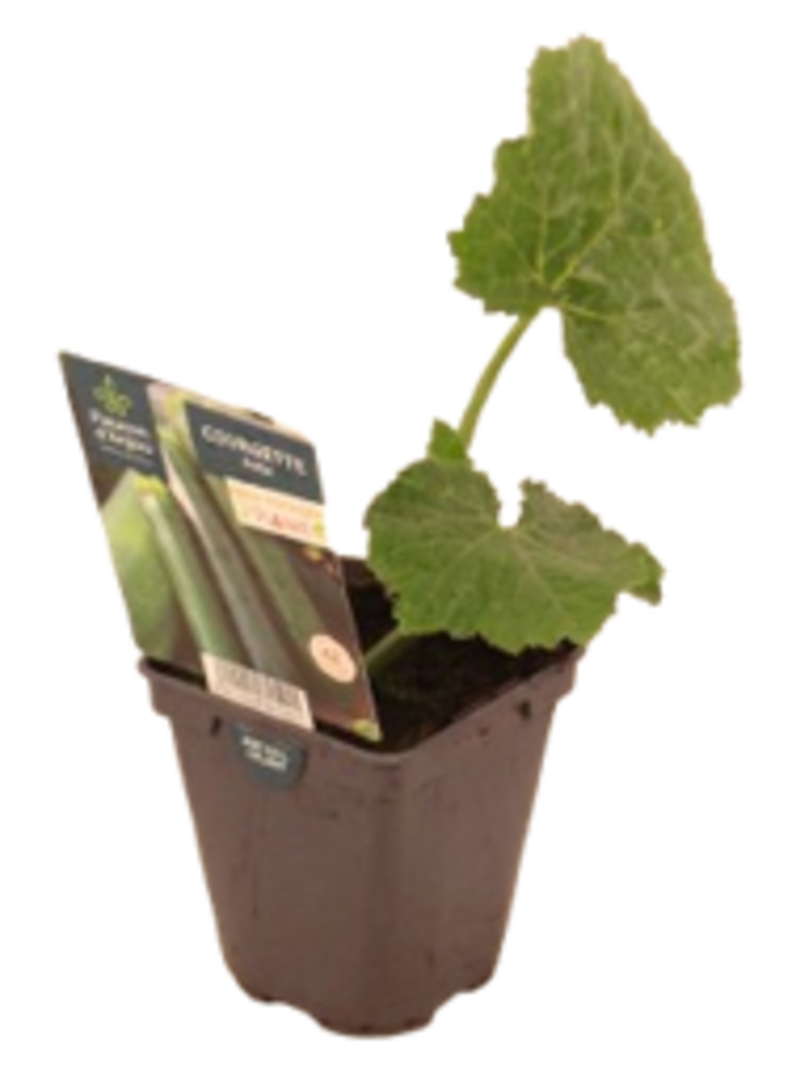 COURGETTE Pot 0,5 L