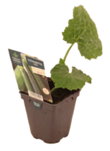 COURGETTE Pot 0,5 L